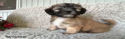 Teddy Bear dogs for sale: Diesel - Ad 3