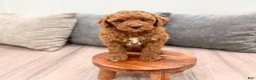 Mini Goldendoodle dogs for sale: Angel - Ad 4
