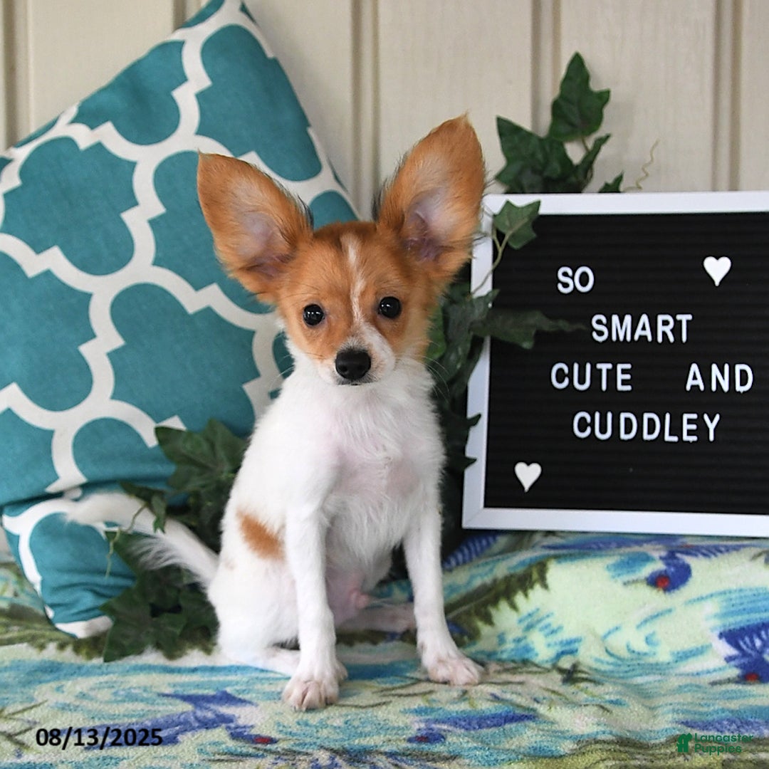 Papillon dogs for sale: Bailey - Ad 15