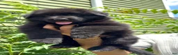 German Shepherd dogs for sale: Ranger - Ad 4