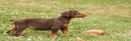 Doberman Pinscher dogs for sale: DOLLY - Ad 10