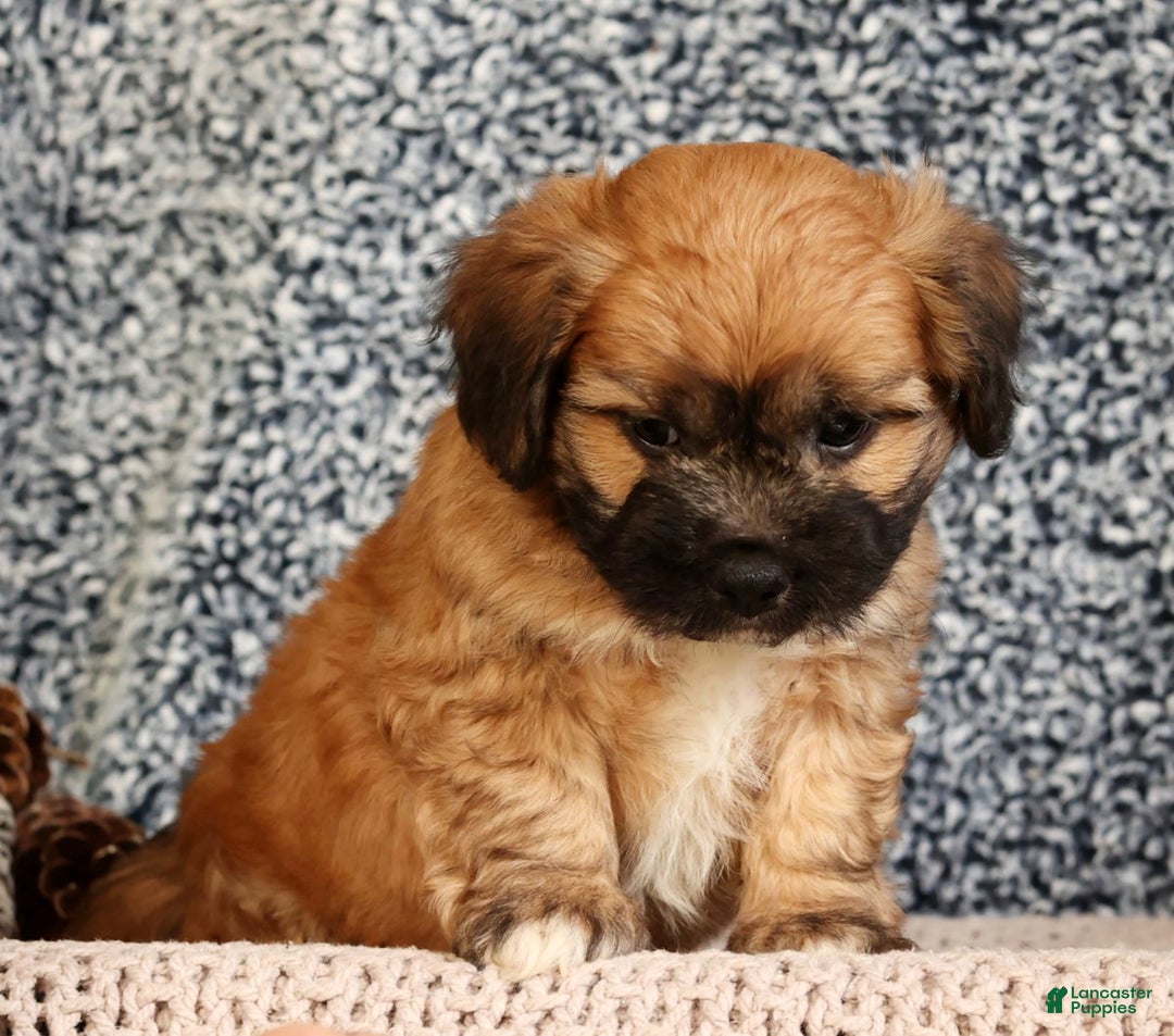 Mixed Breed dogs for sale: Jax - Ad 6