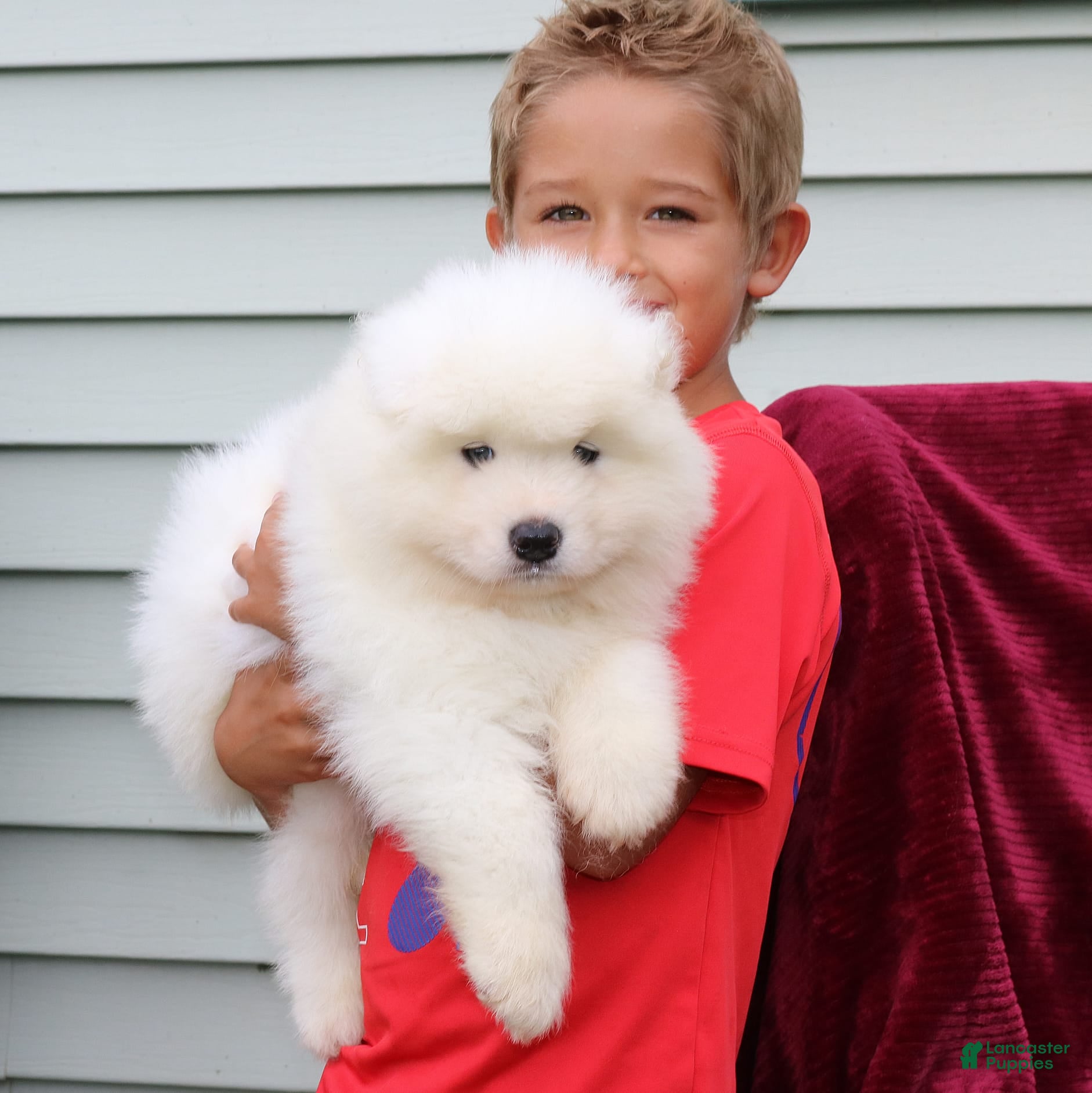 Samoyed dogs Asher - Ad 1