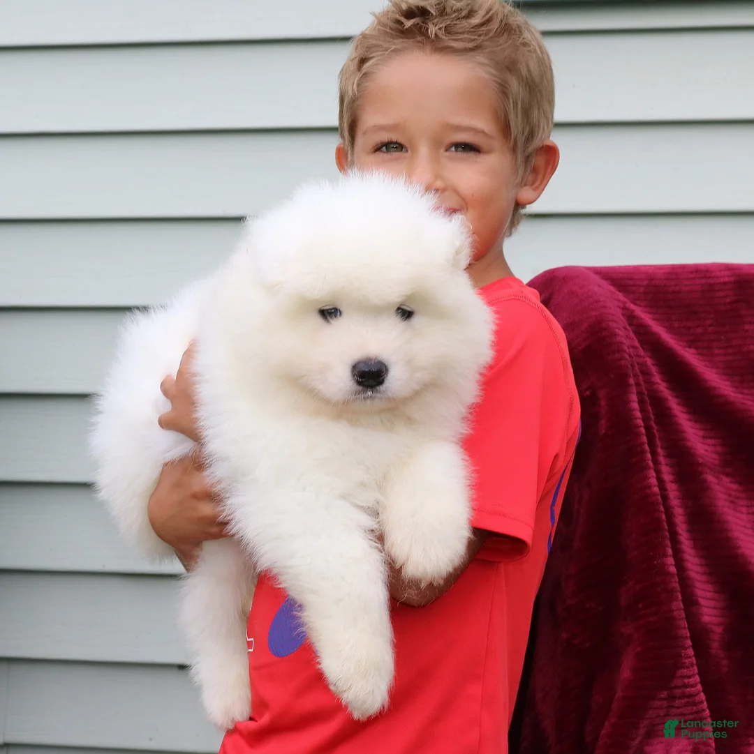 Samoyed dogs for sale: Asher - Ad 1
