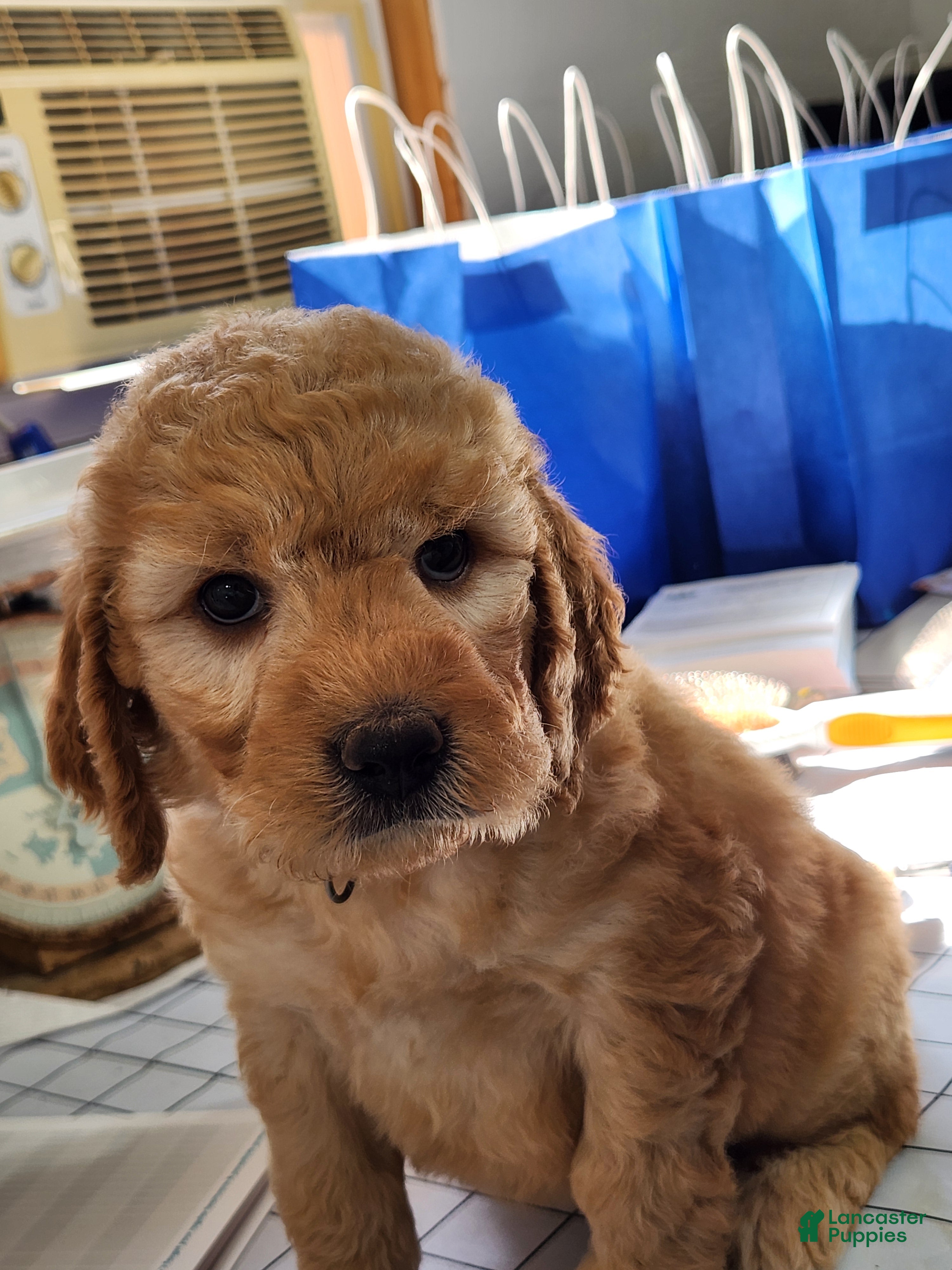 Goldendoodle dogs Mabel - Ad 2