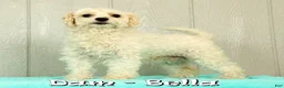 Maltese dogs for sale: Benji - Ad 10