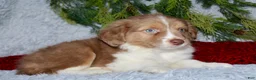 Miniature Australian Shepherd dogs for sale: Jesse - Ad 1