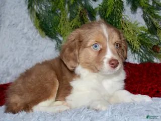 Miniature Australian Shepherd dogs Jesse - Ad 20