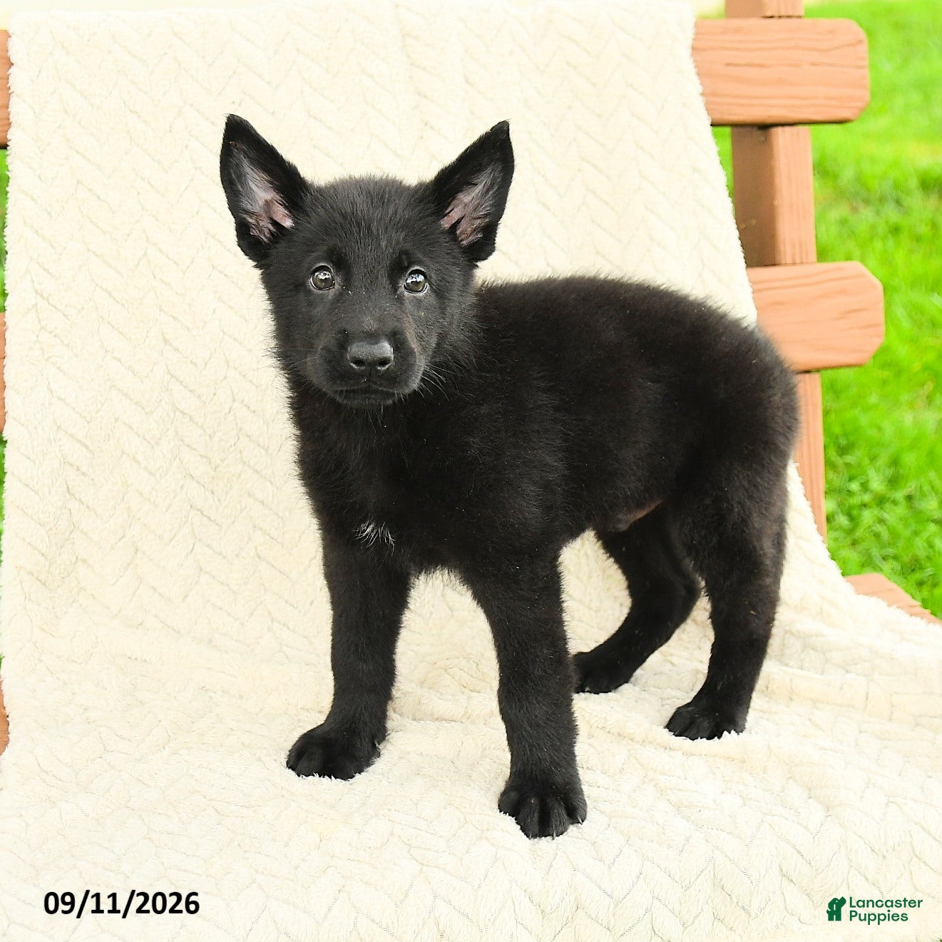 German Shepherd dogs Benton - Ad 1