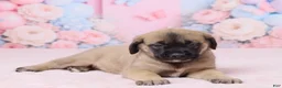 English Mastiff dogs for sale: Molly - Ad 4