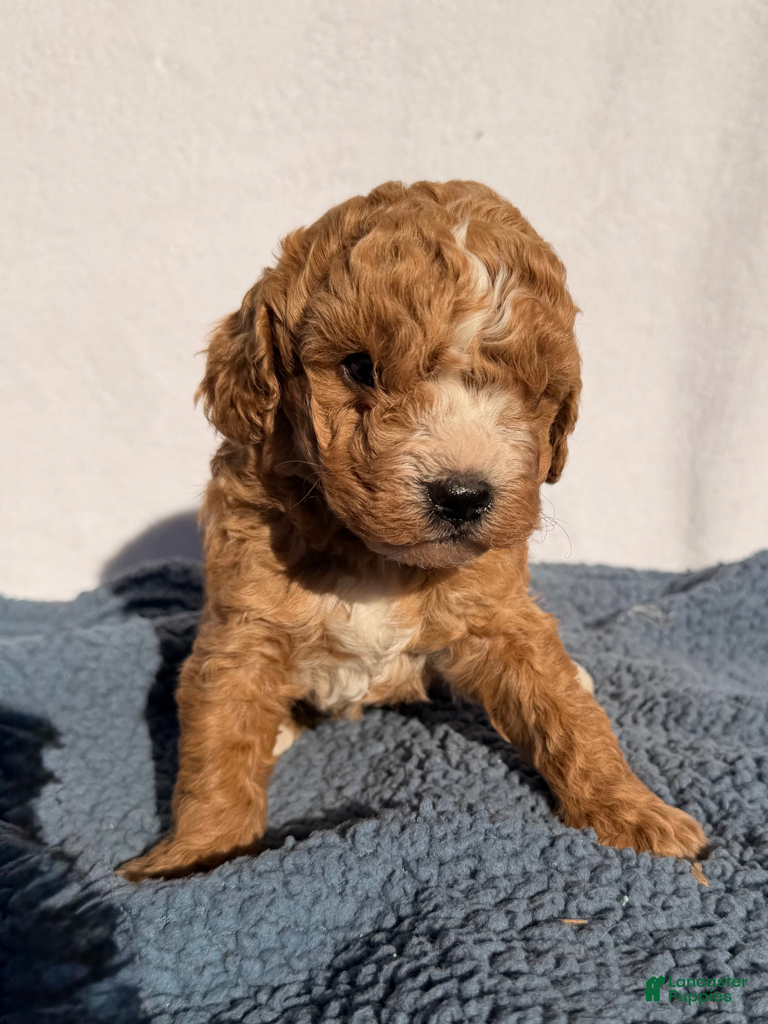 Cavapoo dogs Benny - Ad 2