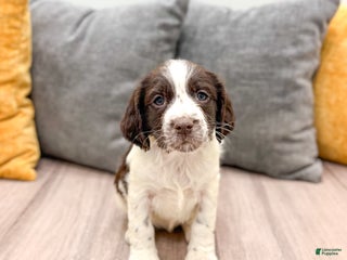 English Springer Spaniel dogs Emmi - Ad 11