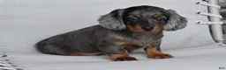 Miniature Dachshund dogs for sale: AKC Pearl - Ad 4