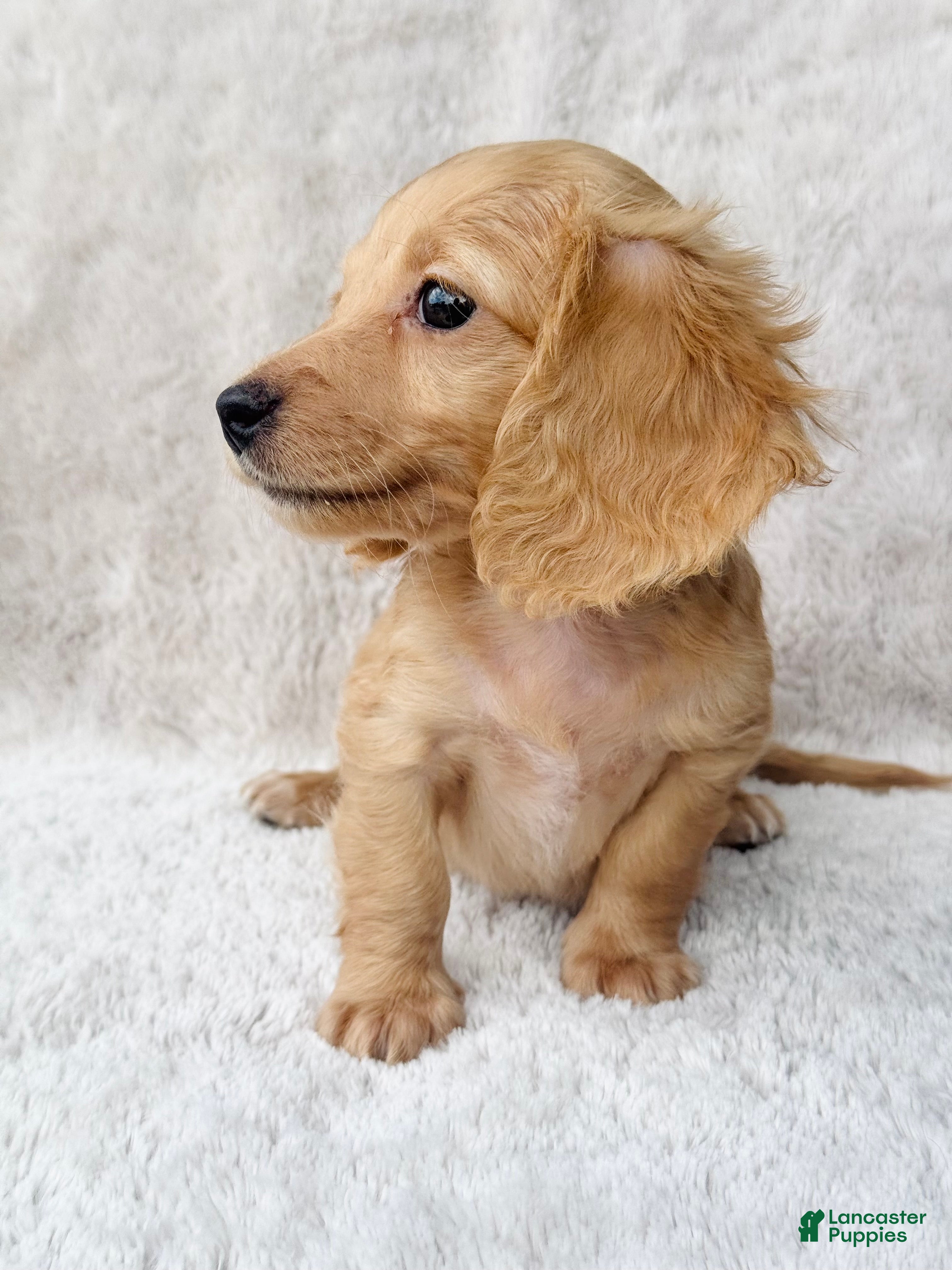 Miniature Dachshund dogs AKC Longhair Red Girl Mini Dachshund - Ad 11
