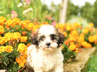 Teddy Bear dogs - Ad 14