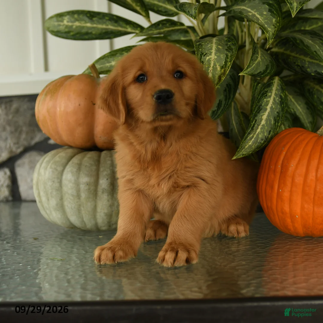 Labrador Retriever dogs for sale: Harper - Ad 1