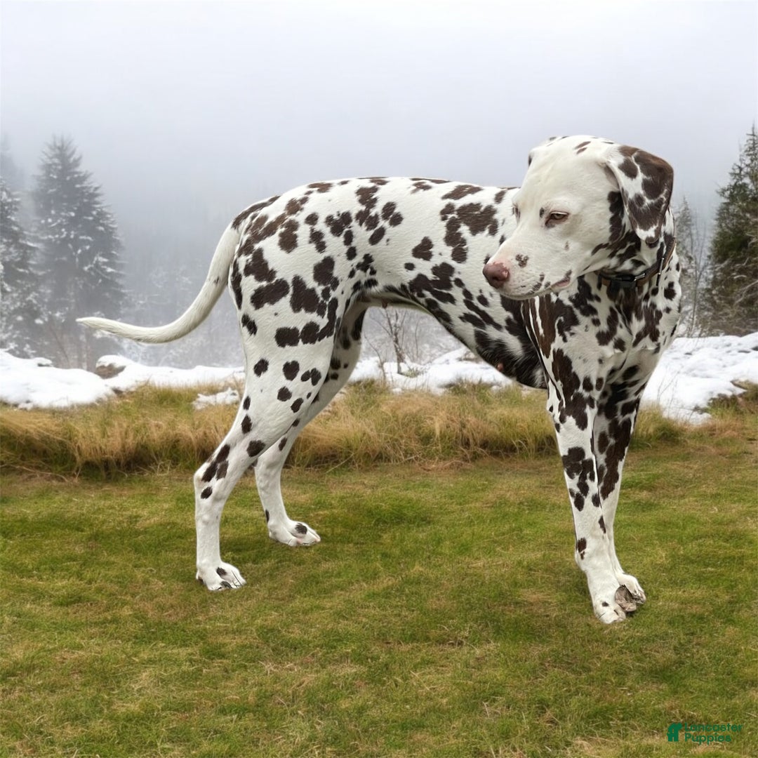 Dalmatian dogs for sale: Dream- Adult - Ad 6