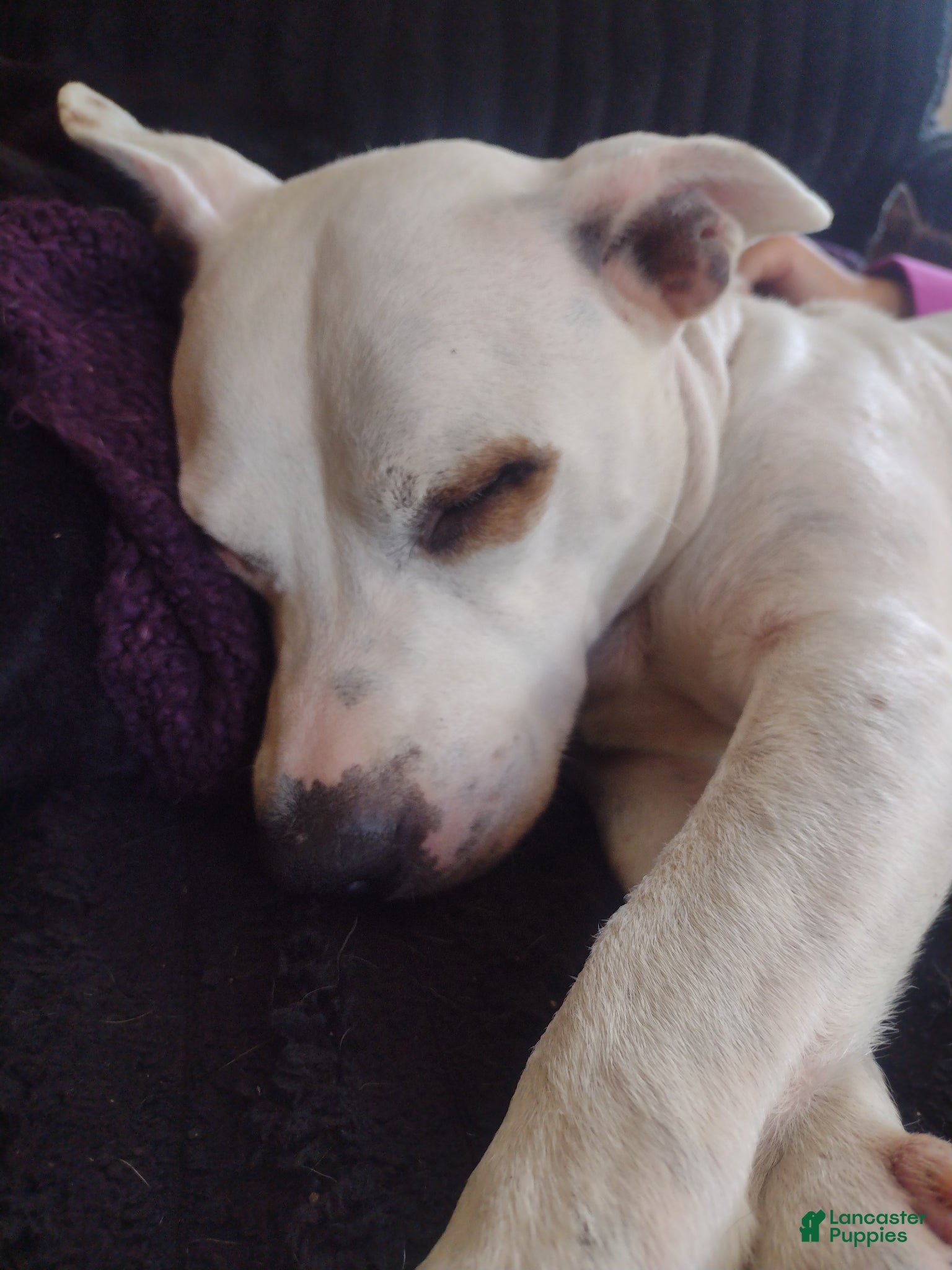 Mixed Breed dogs Titan-going to be a solid stud  - Ad 2