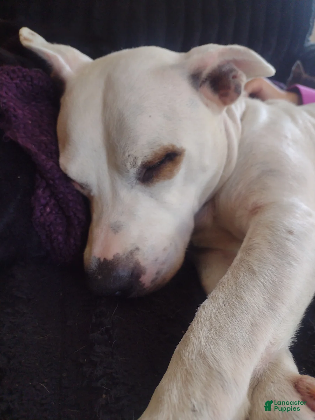 Mixed Breed dogs for sale: Titan - Ad 2