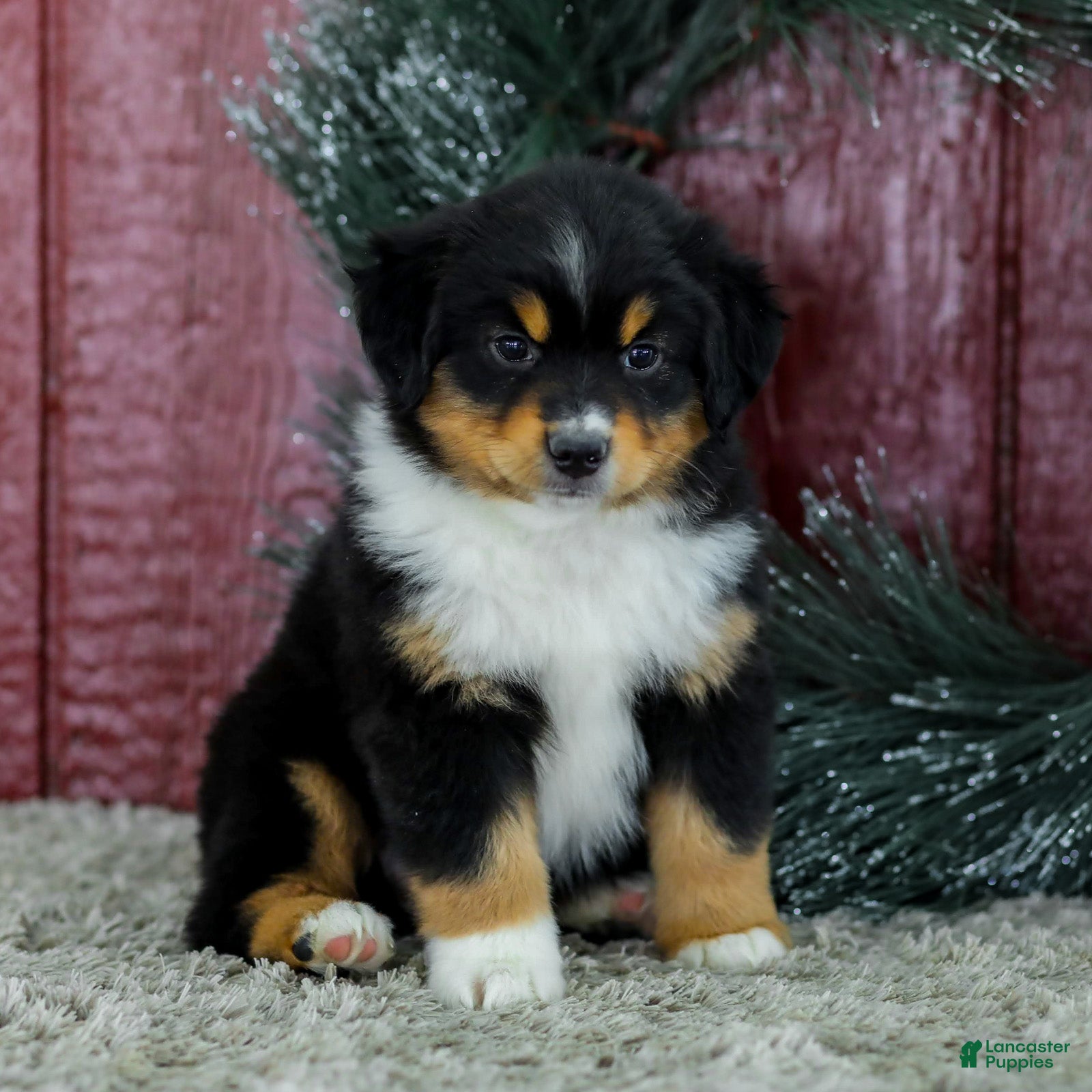 Miniature Australian Shepherd dogs Caroline - Ad 1