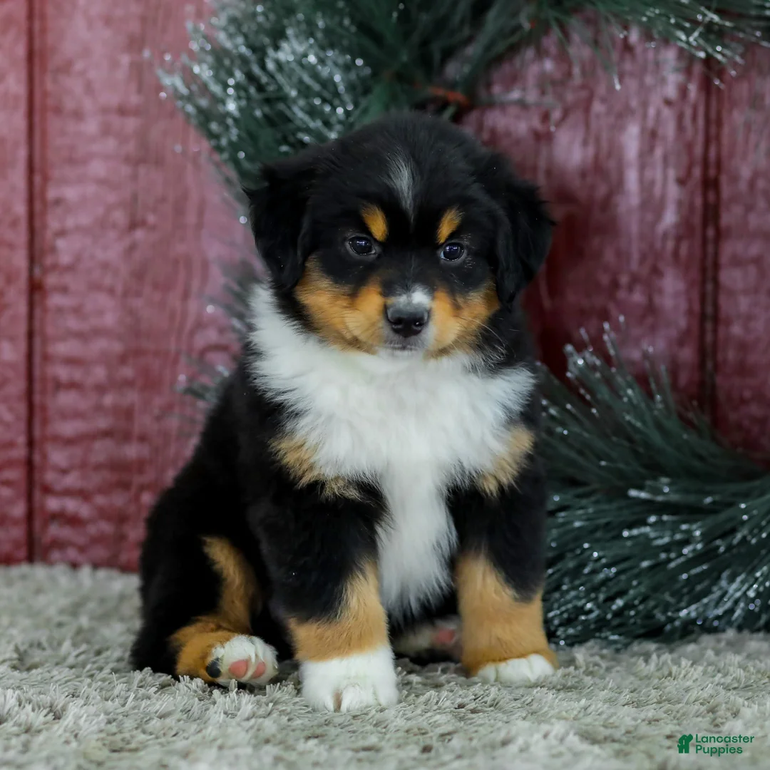 Miniature Australian Shepherd dogs for sale: Caroline - Ad 1