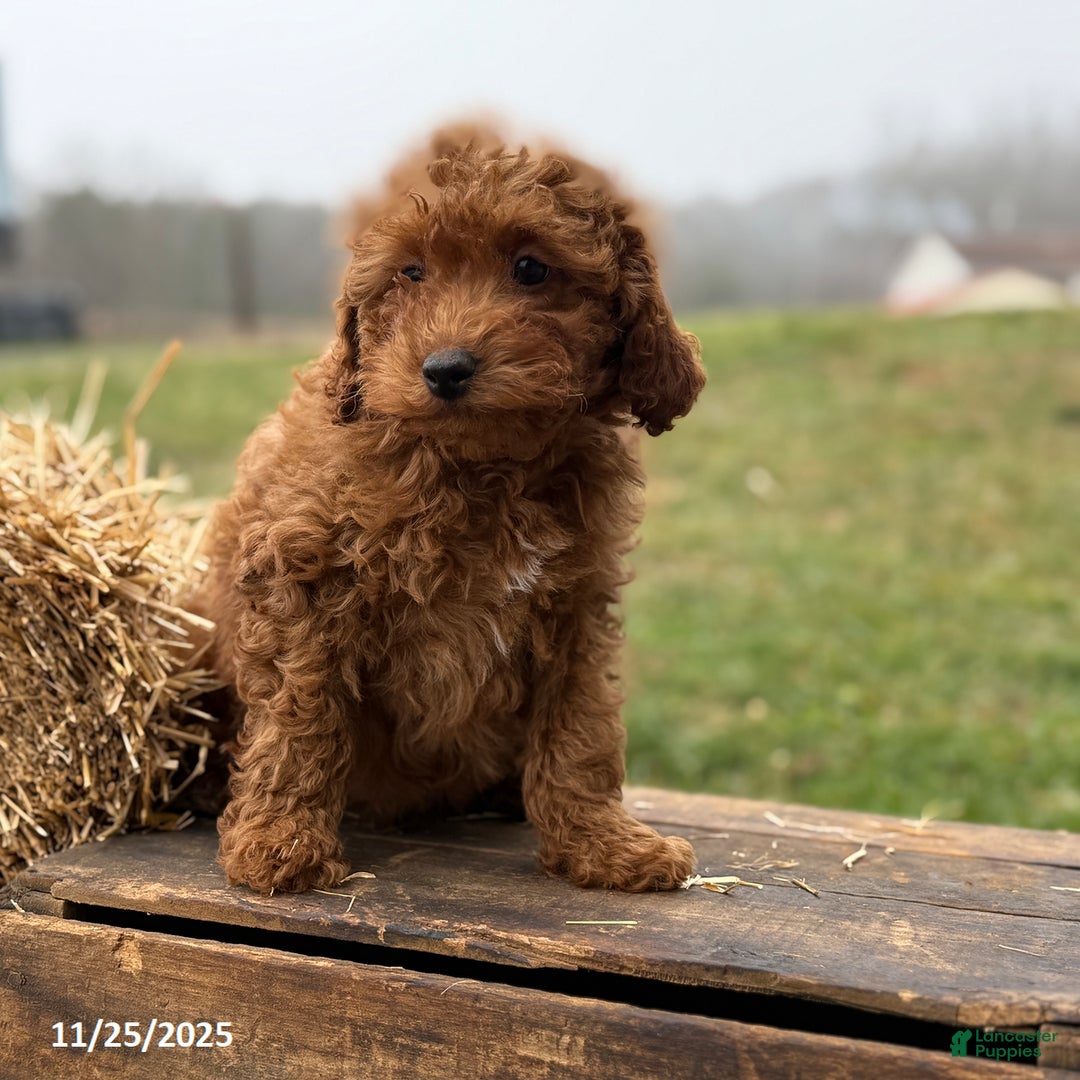 Irish Doodle dogs for sale: Fynn - Ad 6