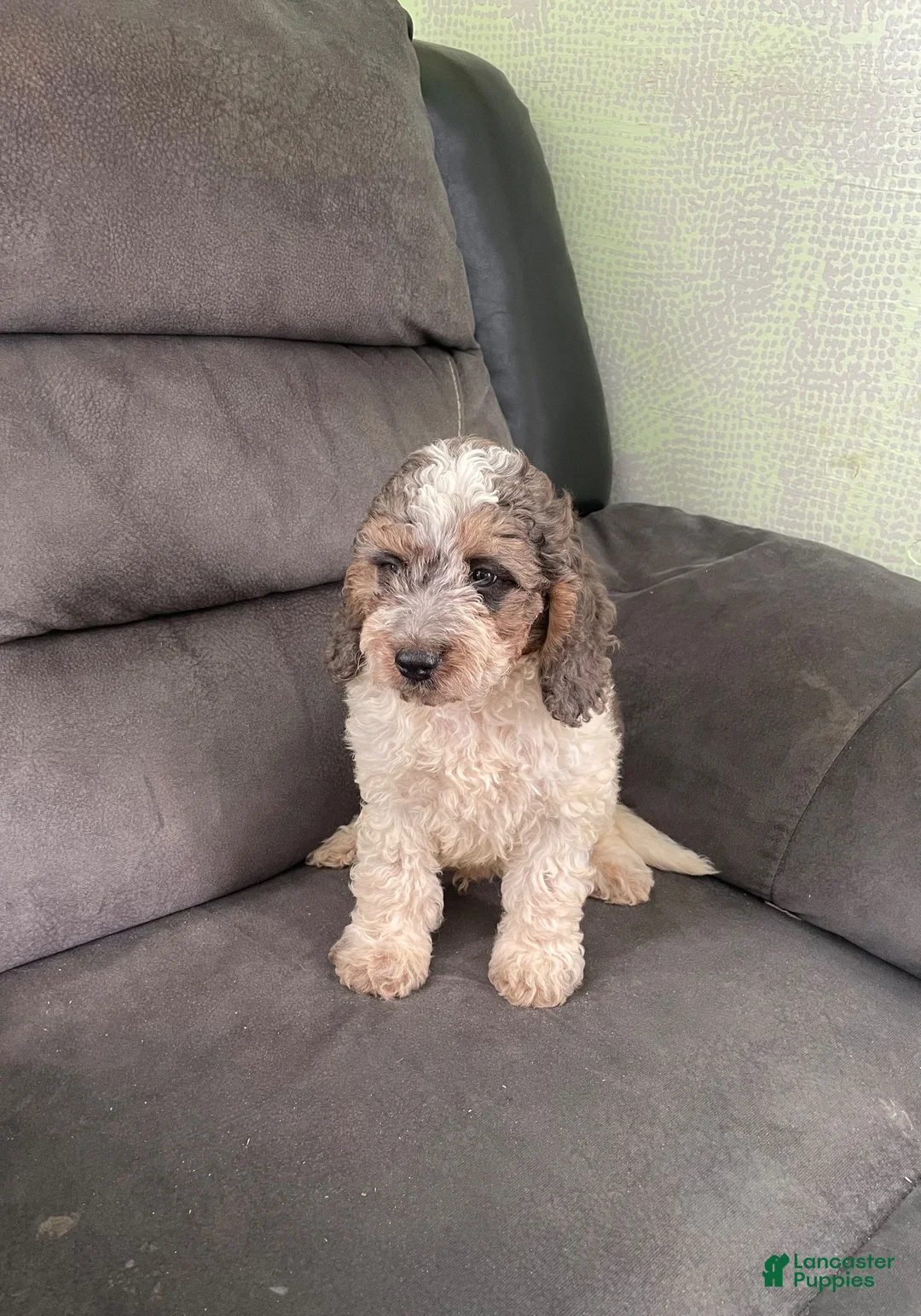 Cockapoo dogs for sale: Cockapoo 1 - Ad 7