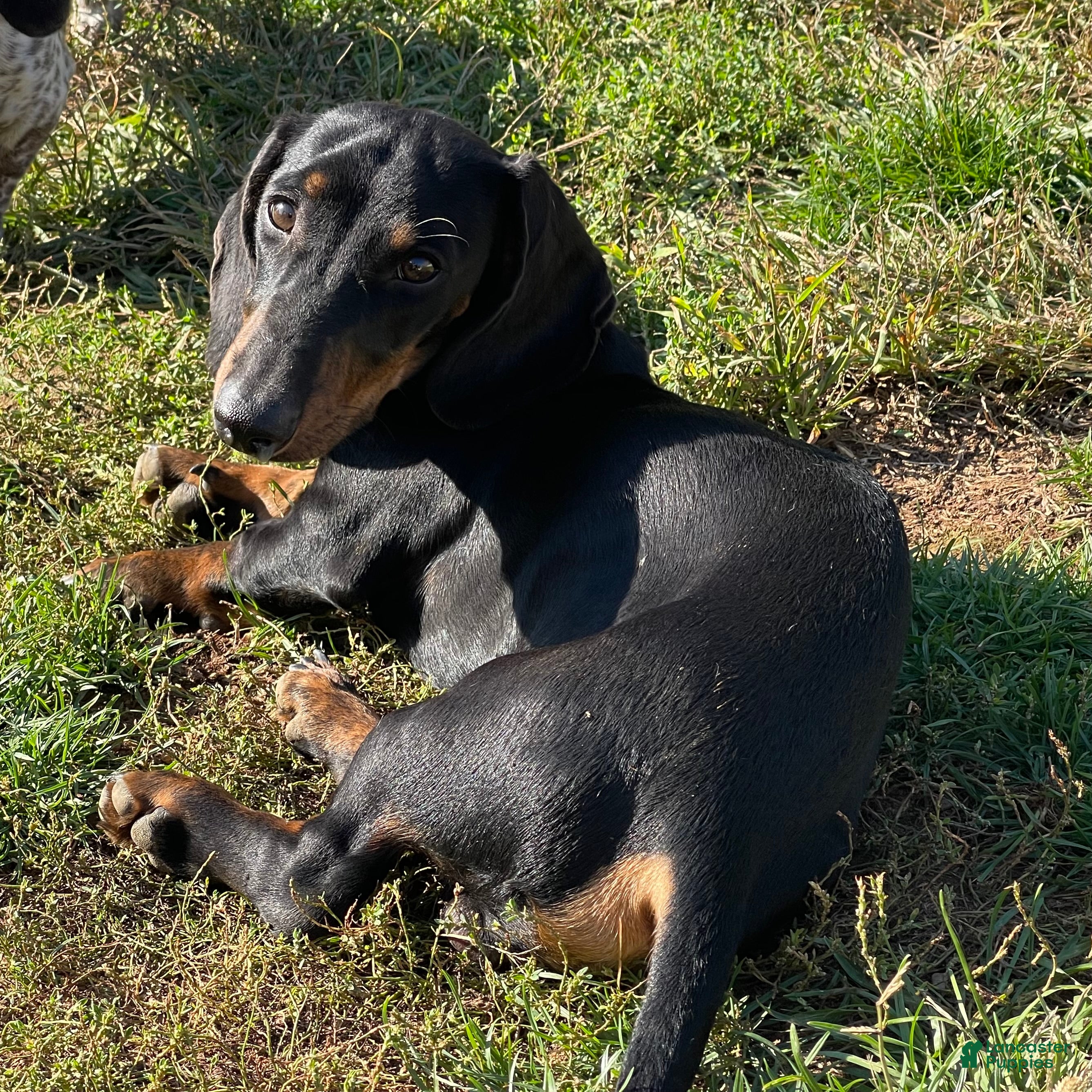 Dachshund dogs for sale: Baker - Ad 13