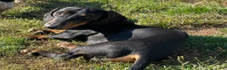 Dachshund dogs for sale: Baker - Ad 1