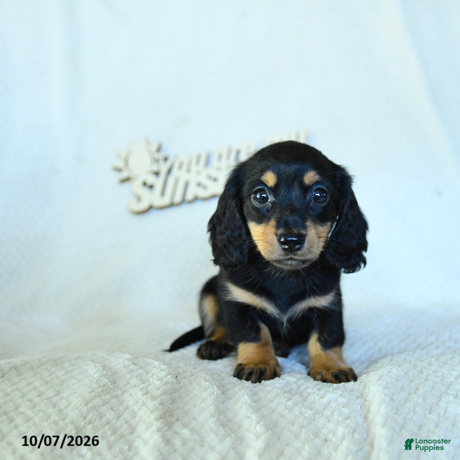 Miniature Dachshund dogs Christopher - Ad 2