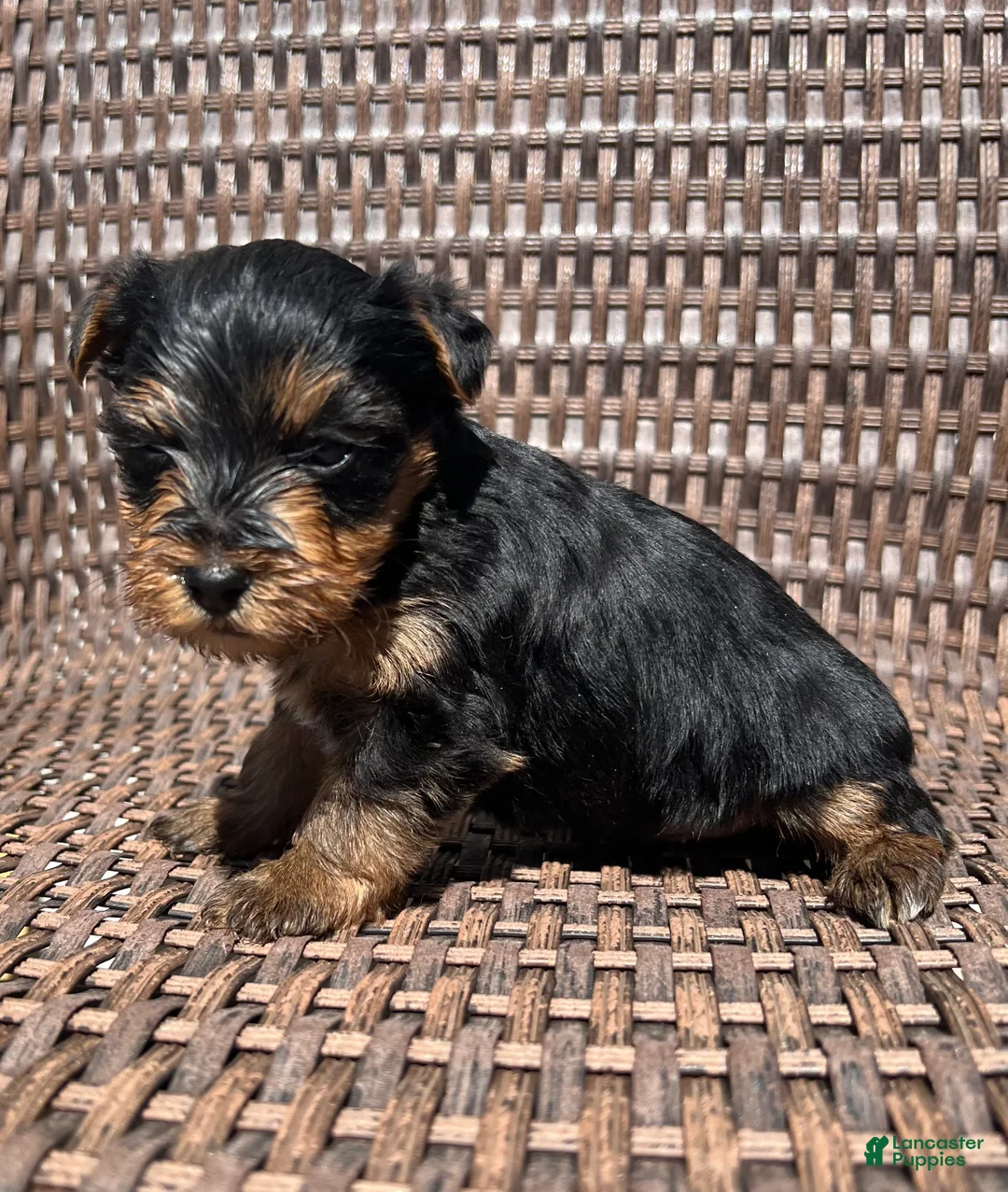 Yorkshire Terrier dogs for sale: King Yorkie puppy  - Ad 2