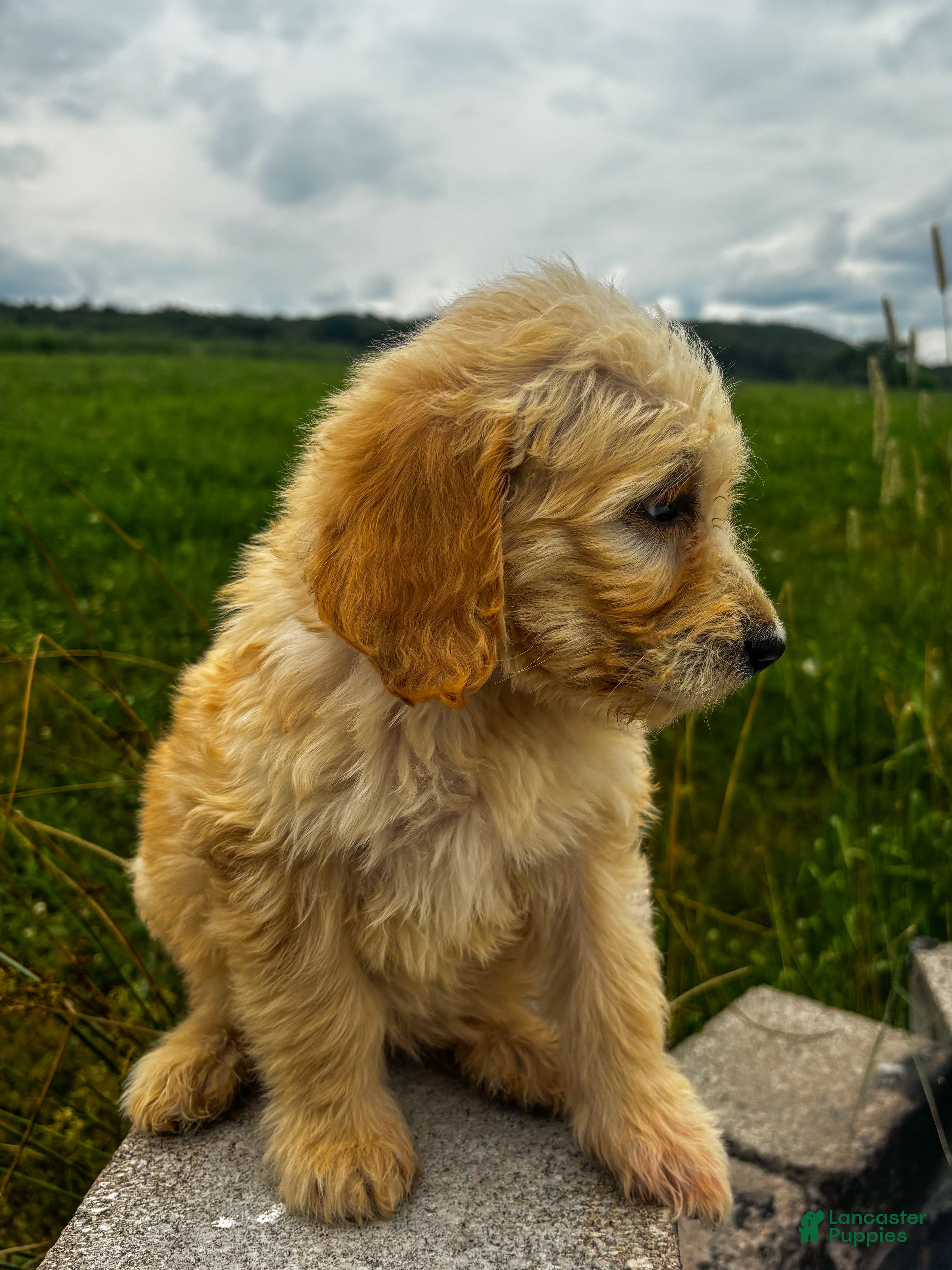 Goldendoodle dogs Capri - Ad 39