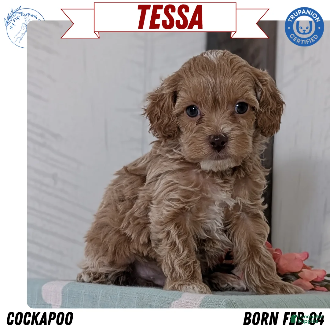 Cockapoo dogs for sale: Tessa - Ad 1