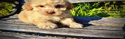 Havapoo dogs for sale: Luigi-Sale!!! - Ad 5