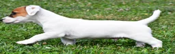 Jack Russell Terrier dogs for sale: Buster - Ad 12