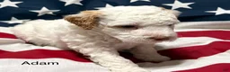 Mini Goldendoodle dogs for sale: Adam - Ad 8