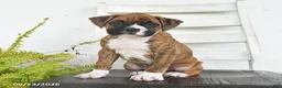 Boxer dogs for sale: Bandit - Ad 3