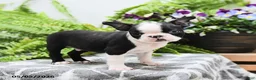 Boston Terrier dogs for sale: Winston - Ad 5