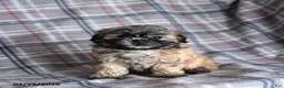 Shih Tzu dogs for sale: Kora - Ad 4