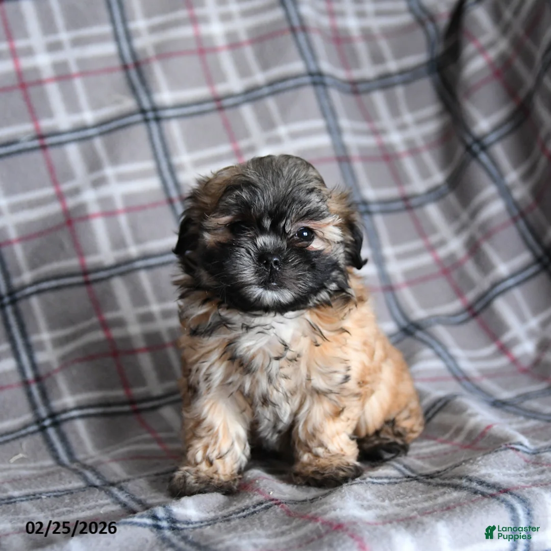 Shih Tzu dogs for sale: Kora - Ad 4