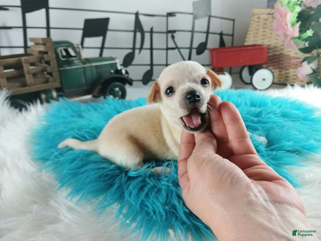 Chihuahua dogs for sale: Cece's cream boy, NATIONWIDE DELIVERY  - Ad 6