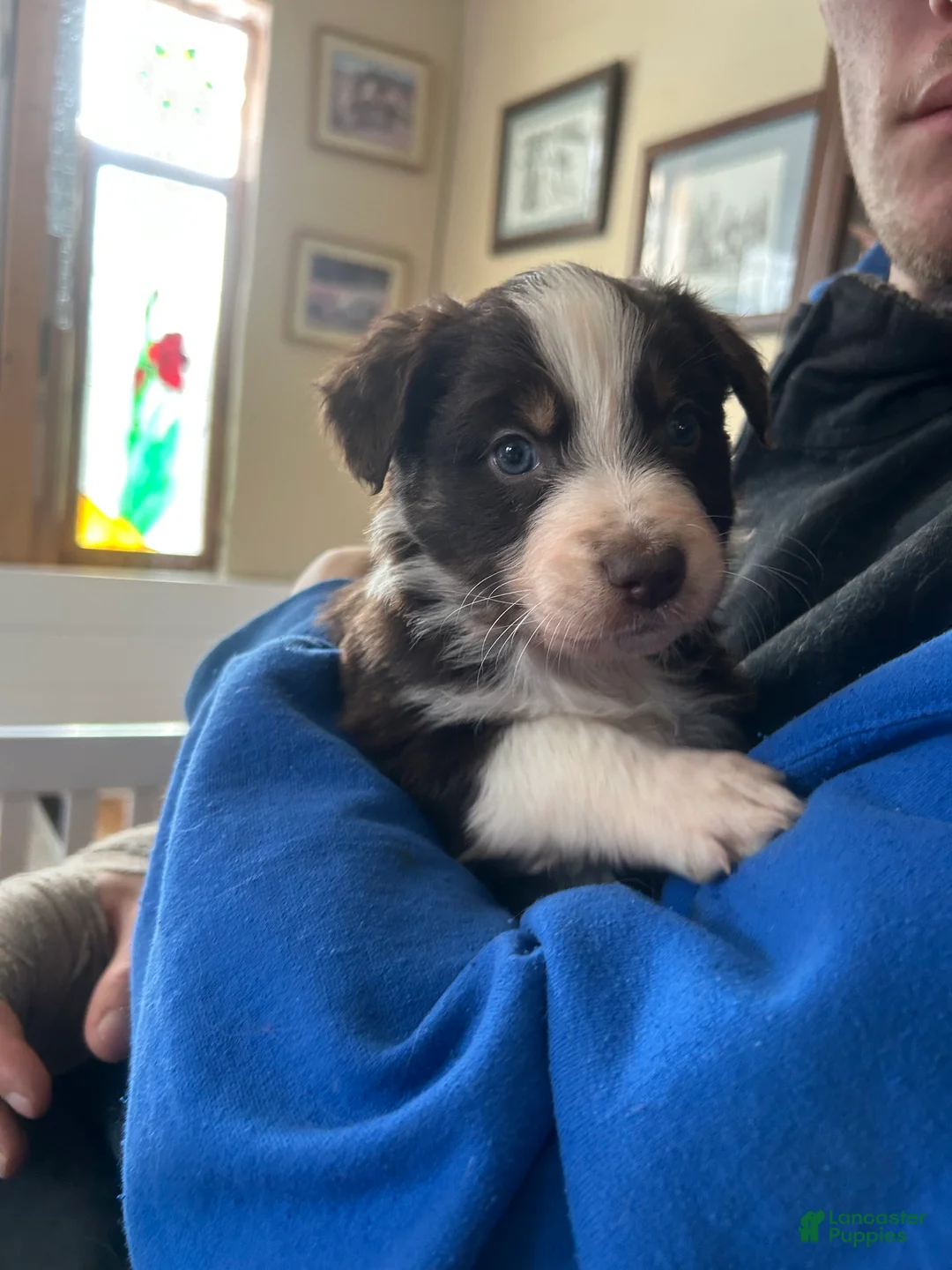Australian Shepherd dogs for sale: Scarlet O'hara - Ad 2