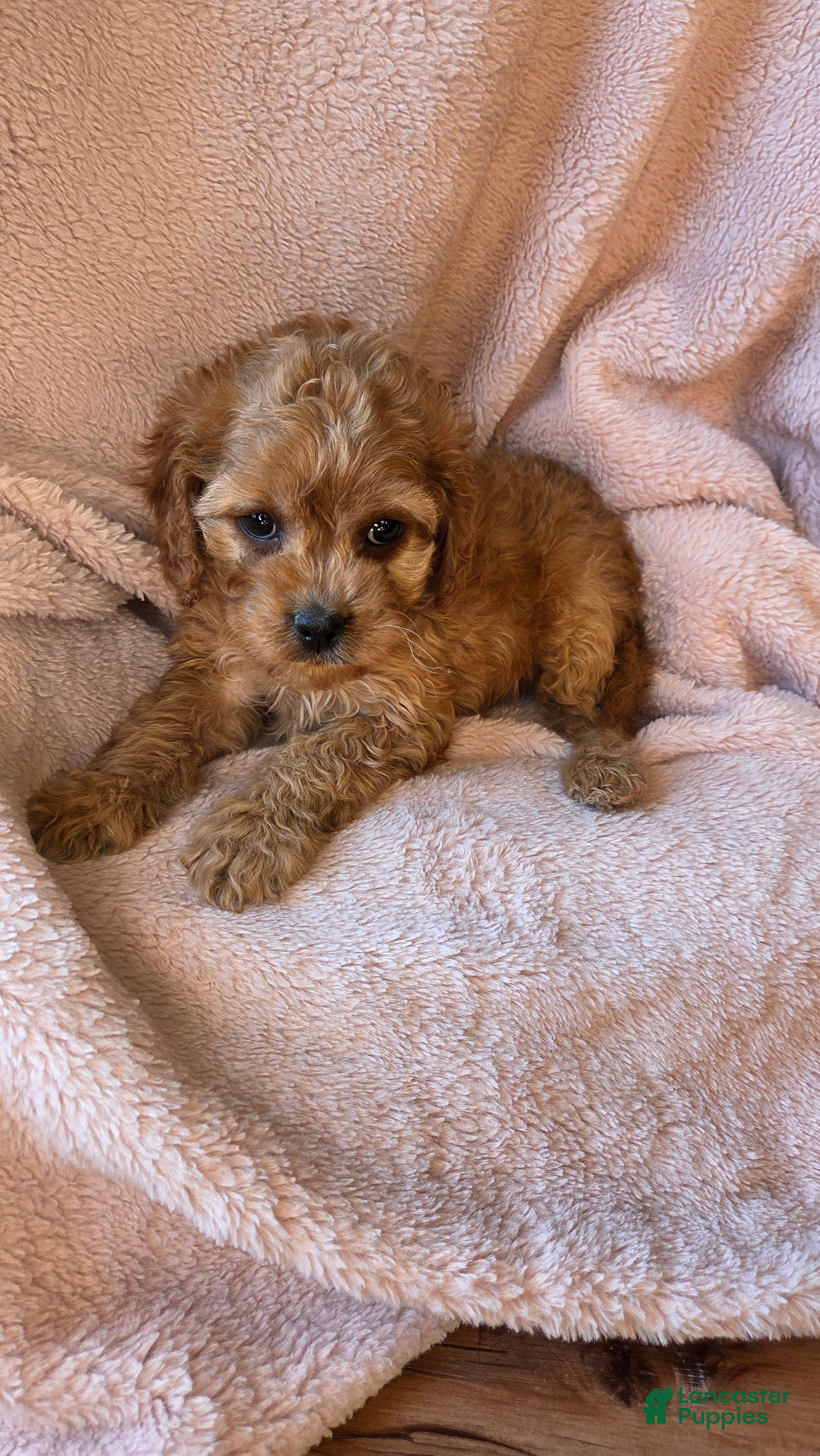 Cavapoo dogs Nova - Ad 2
