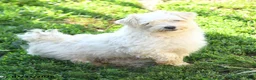 Maltese dogs for sale: Beau  - Ad 4
