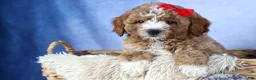 Mini Goldendoodle dogs for sale: 🐾 Meet Neo – F2B Mini Goldendoodle Puppy 🐾 - Ad 4