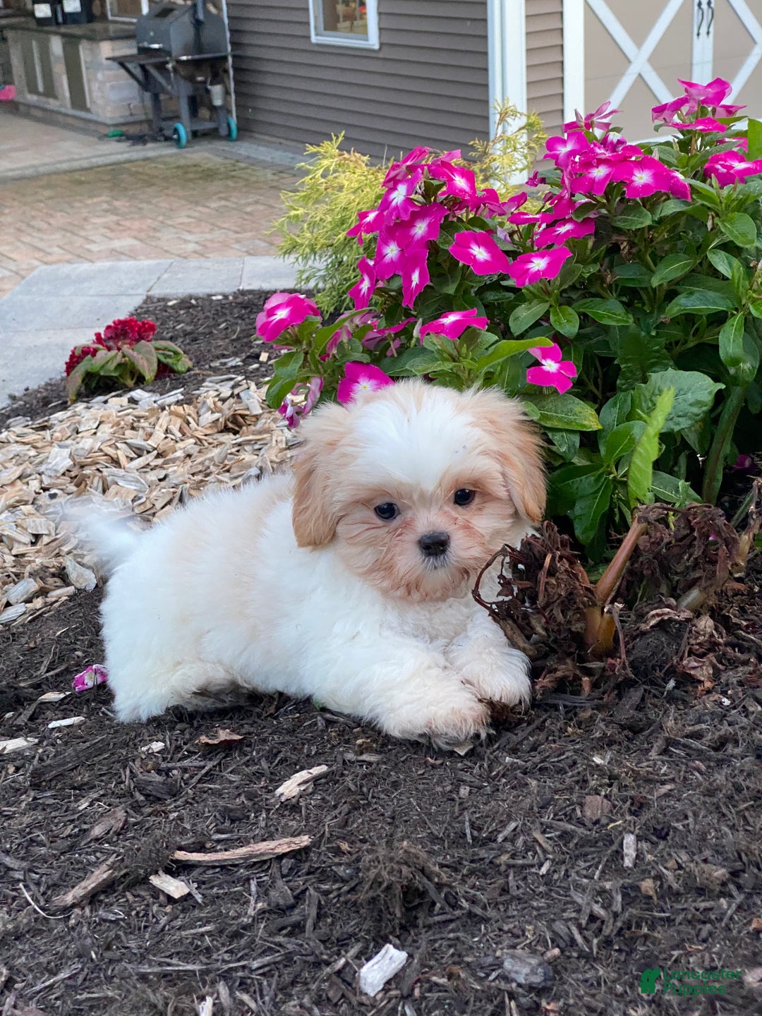 Shih Tzu dogs for sale: Shadow - Ad 5