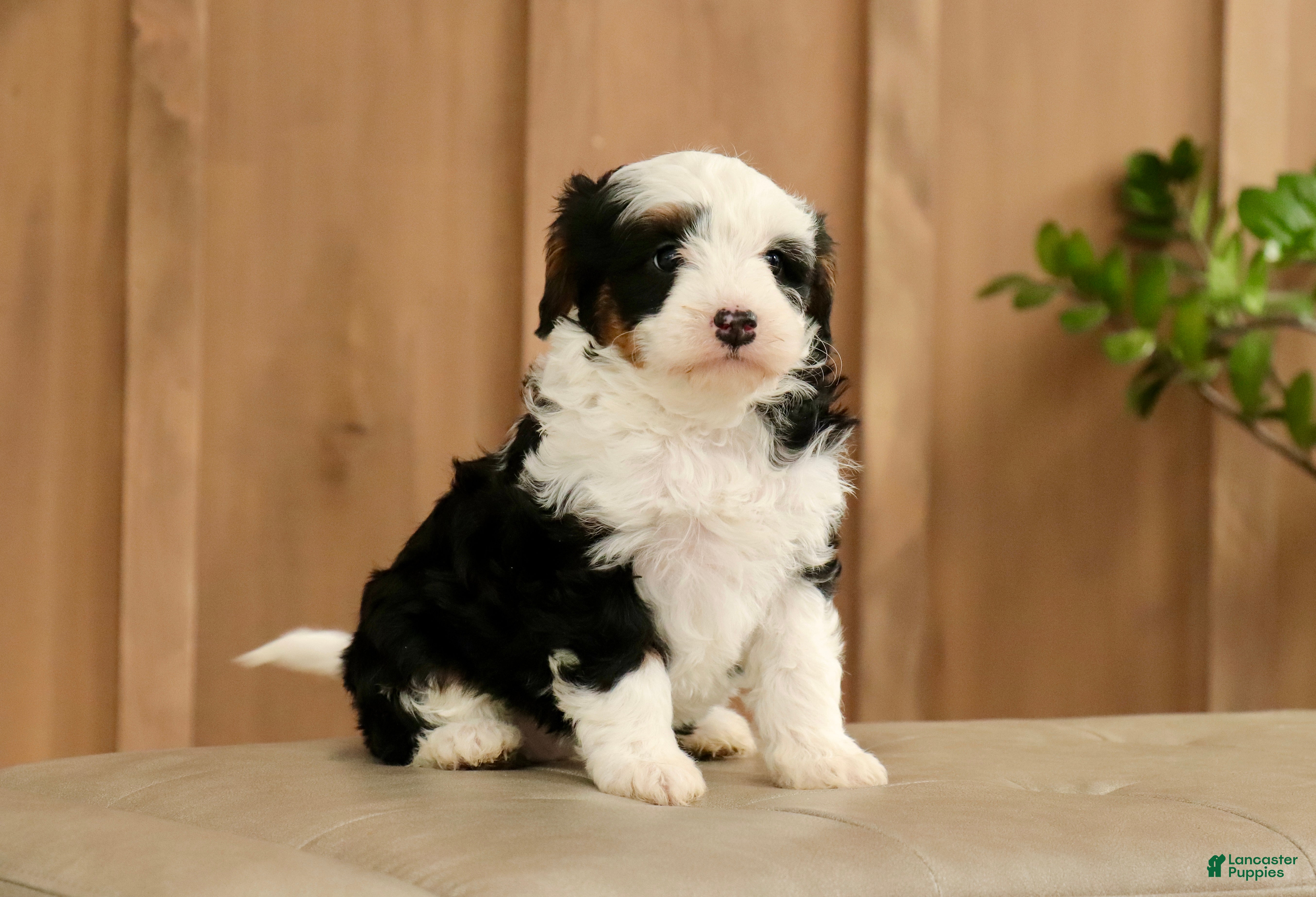 Mini Bernedoodle dogs for sale: Shiloh - Ad 2