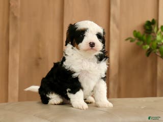 Mini Bernedoodle dogs for sale: Shiloh - Ad 2