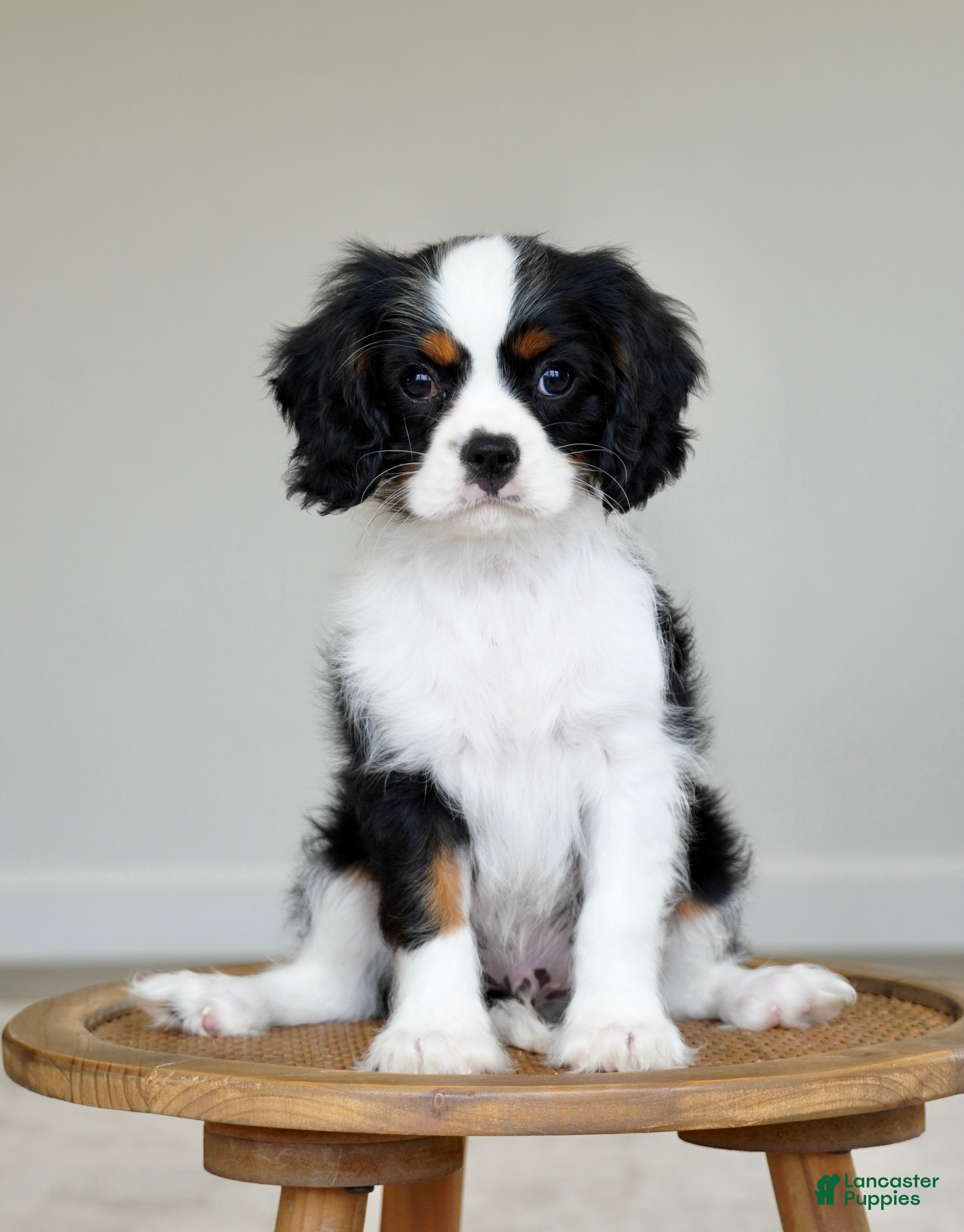 Cavalier King Charles Spaniel dogs Chester  - Ad 2