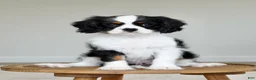 Cavalier King Charles Spaniel dogs for sale: Chester  - Ad 2